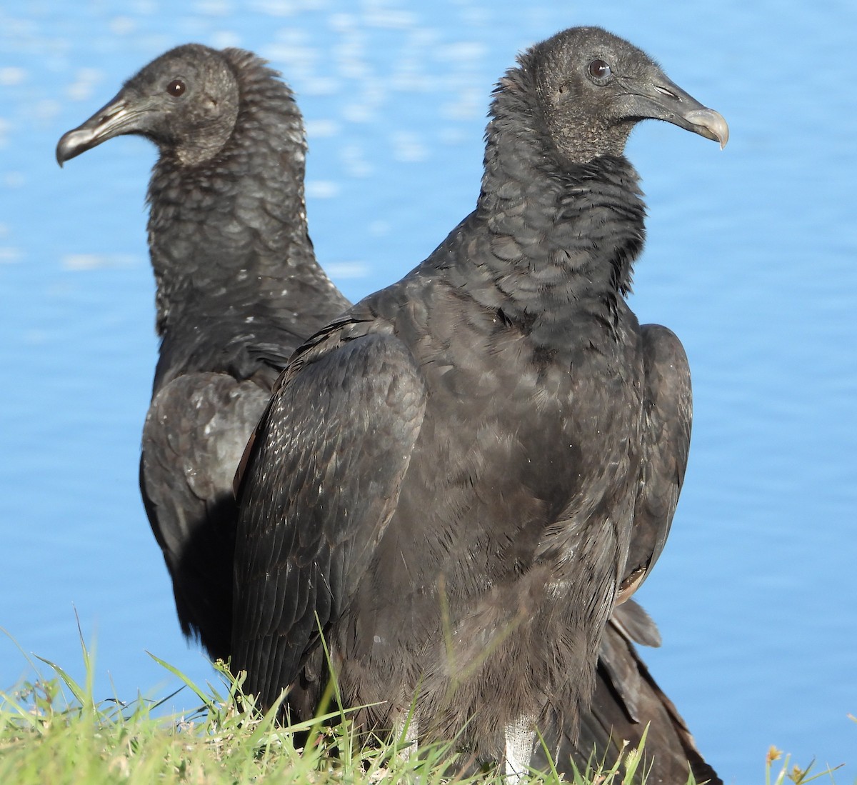 Black Vulture - ML644435255