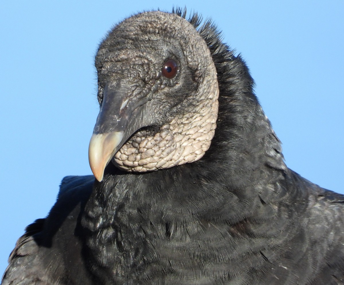Black Vulture - ML644435256