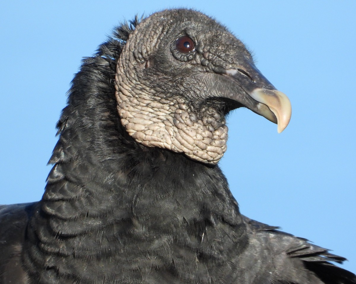 Black Vulture - ML644435257
