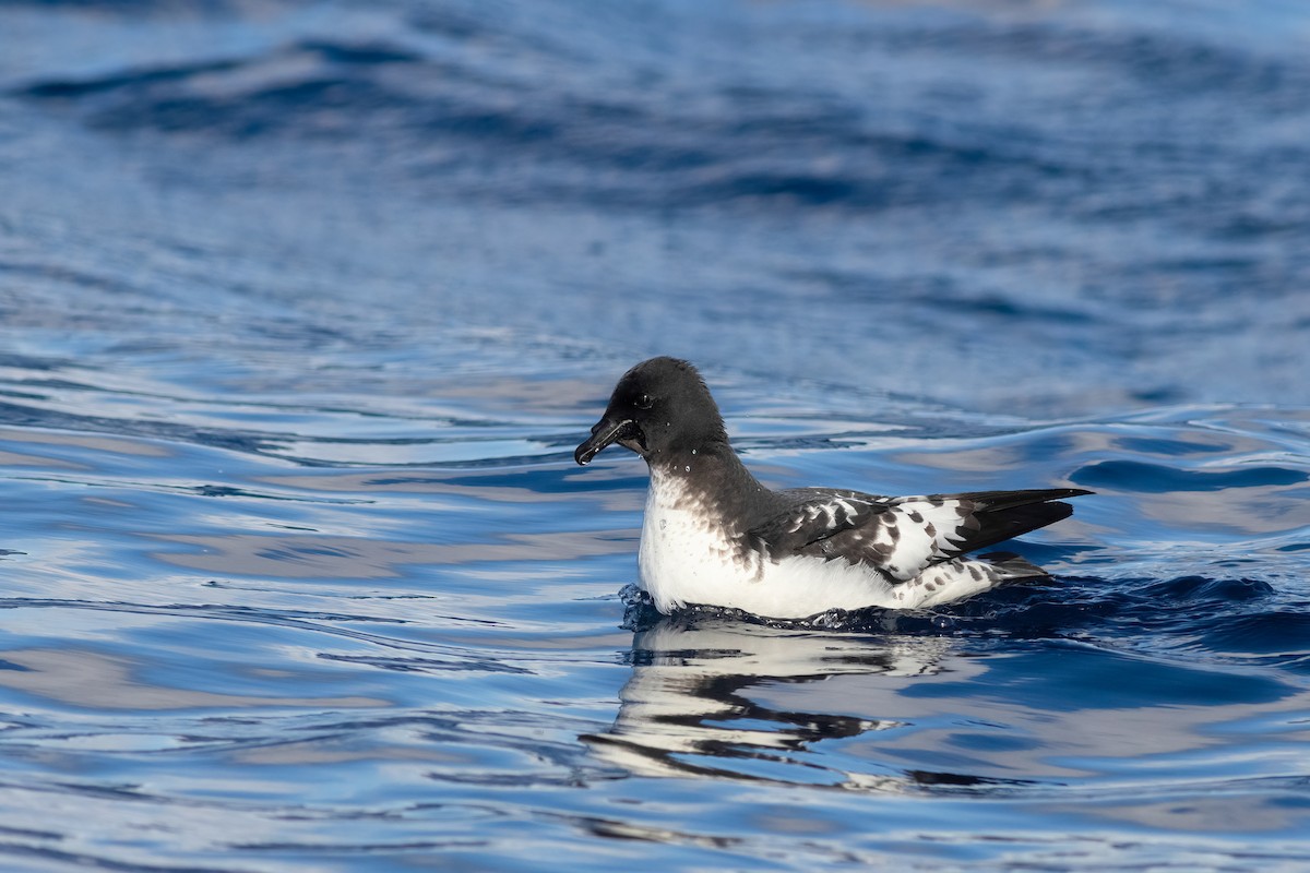 マダラフルマカモメ - ML644435269