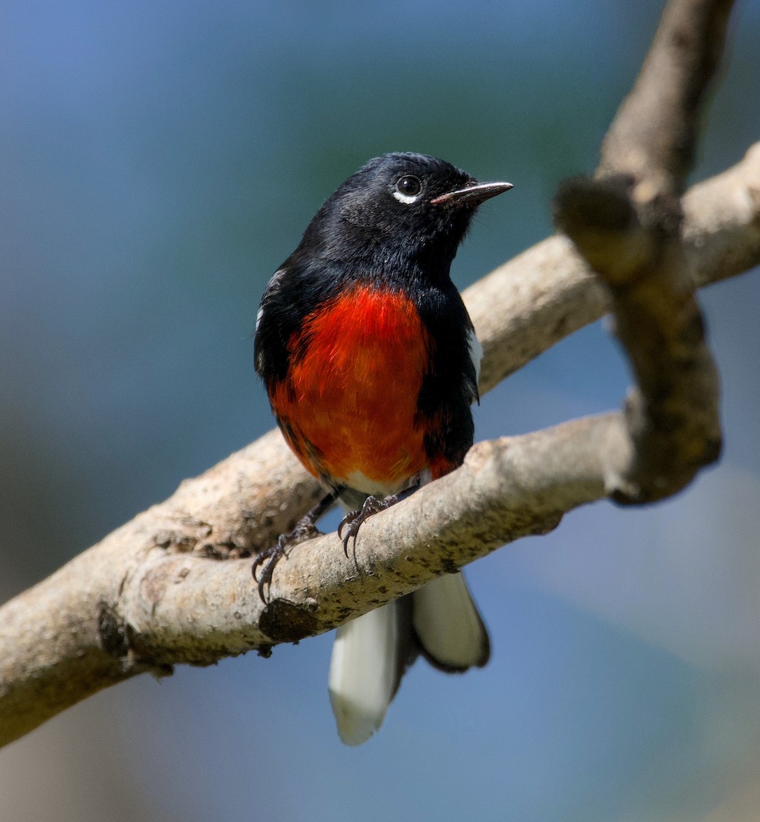 Painted Redstart - ML644435271