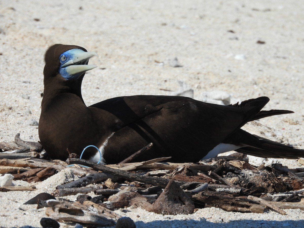 Brown Booby - ML644435273
