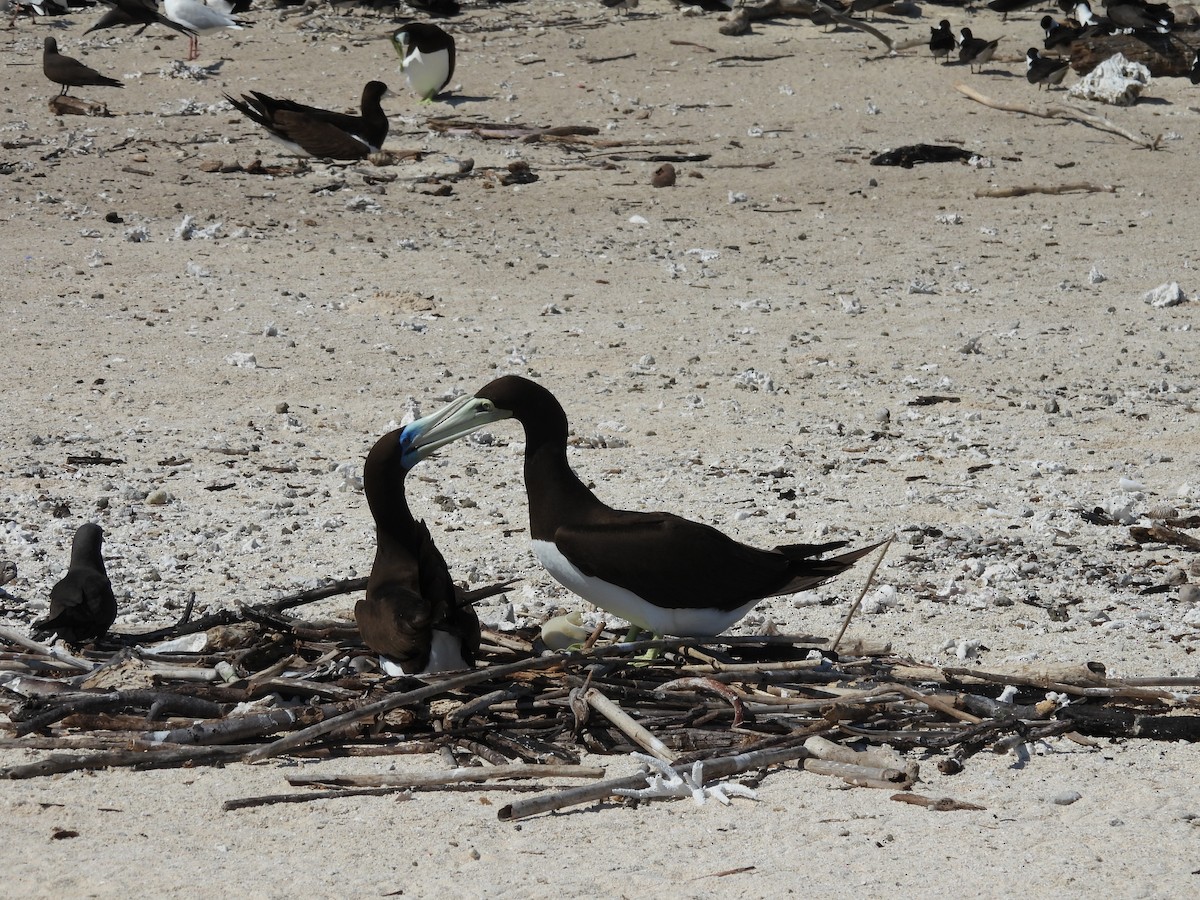 Brown Booby - ML644435274