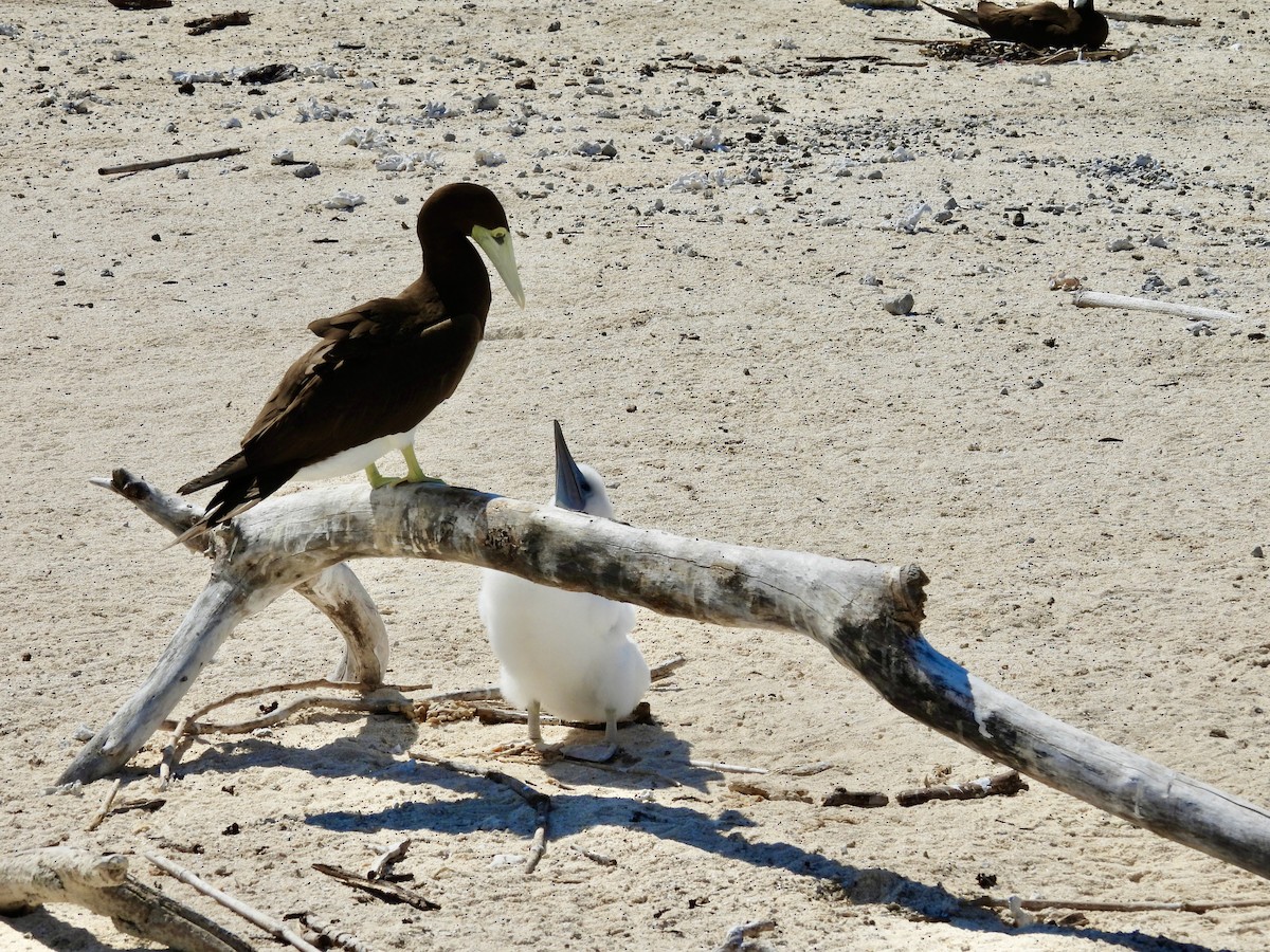 Brown Booby - ML644435275