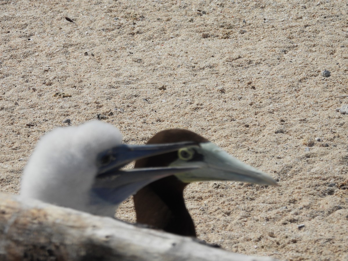 Brown Booby - ML644435276