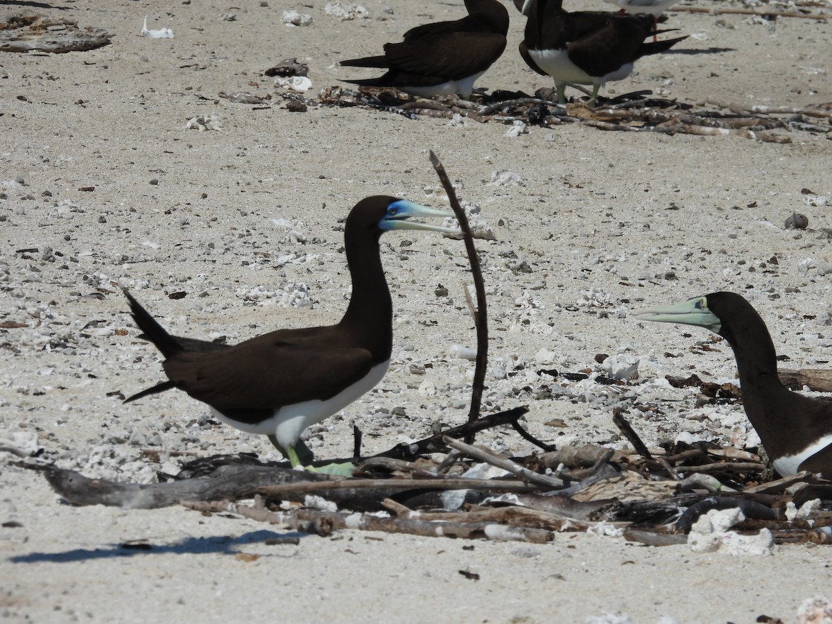 Brown Booby - ML644435277