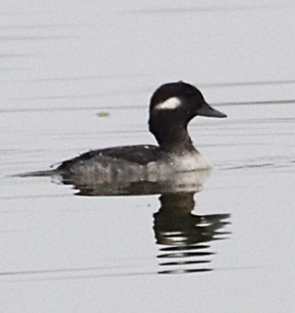 Bufflehead - ML644435294