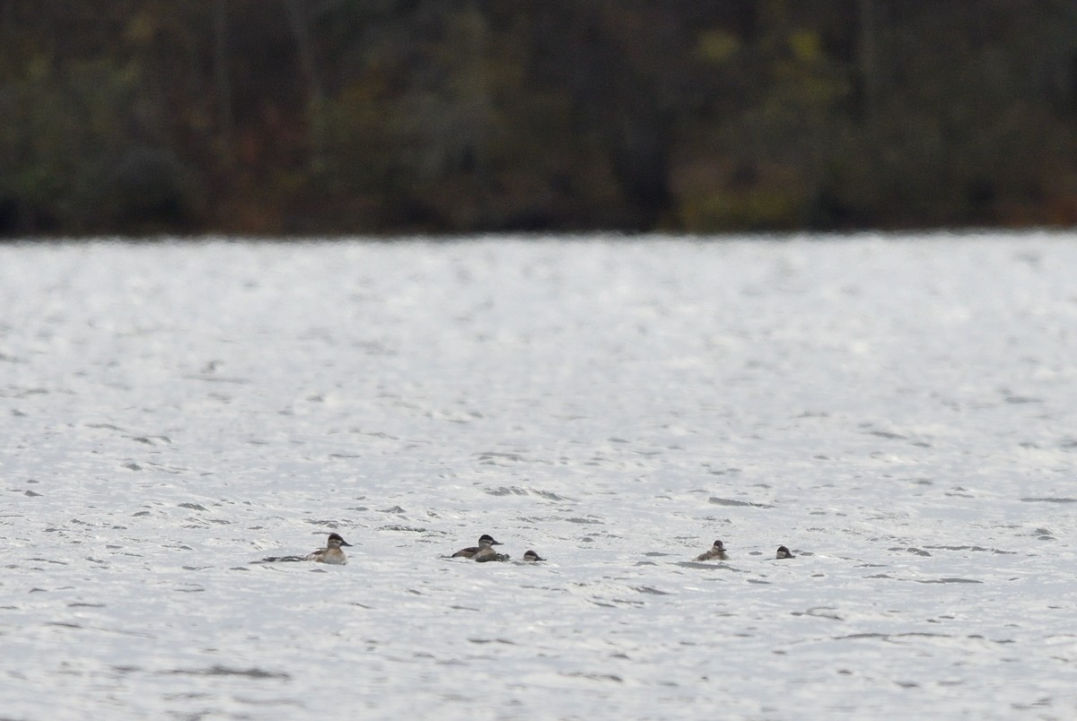 Érismature rousse - ML644435298