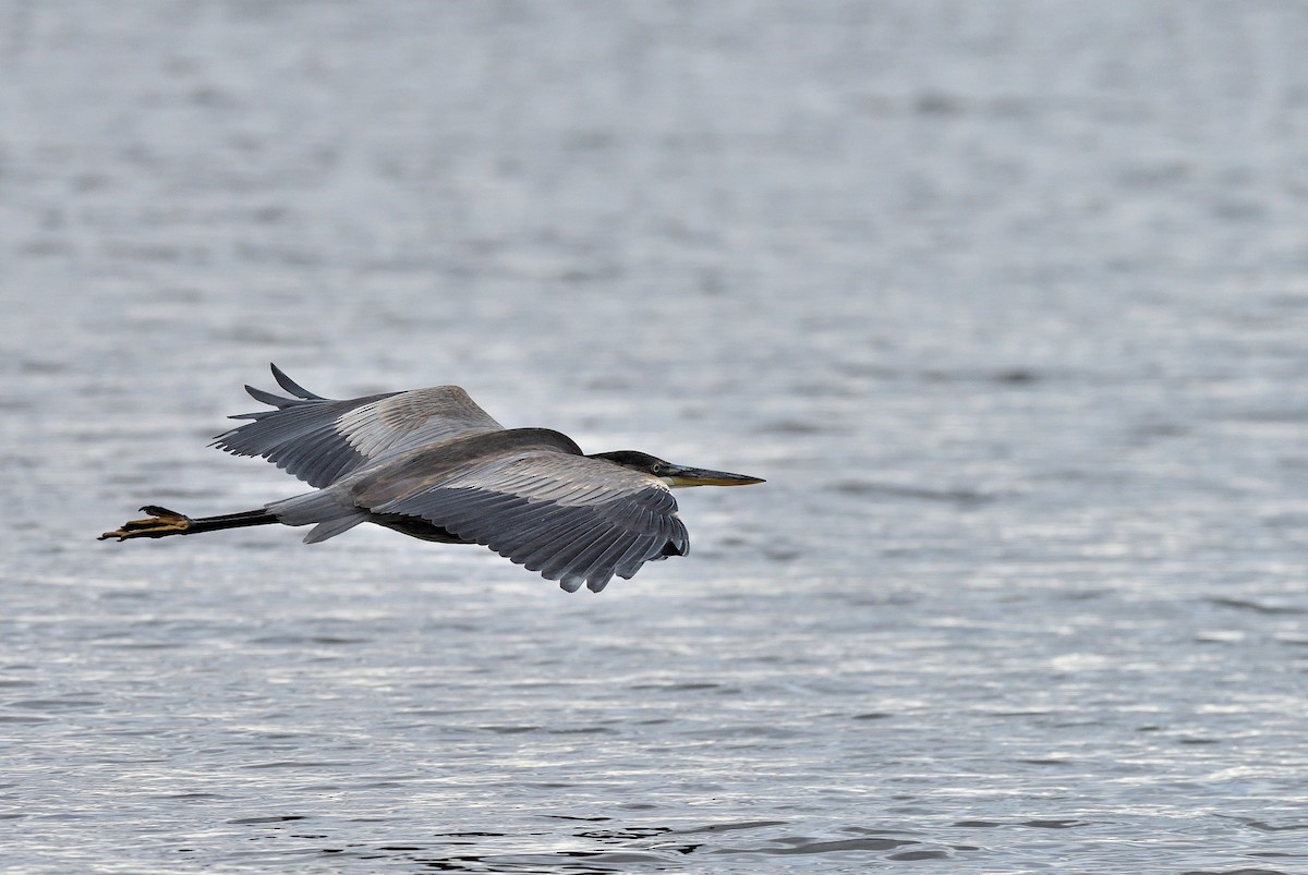 Grand Héron - ML644435301