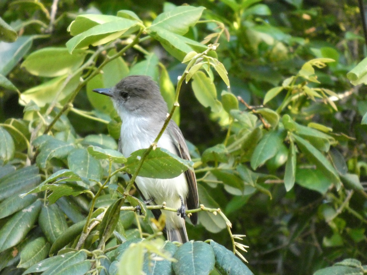 La Sagra's Flycatcher - ML644435302