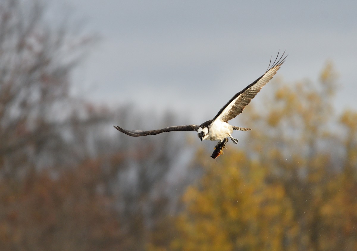 Balbuzard pêcheur - ML644435303