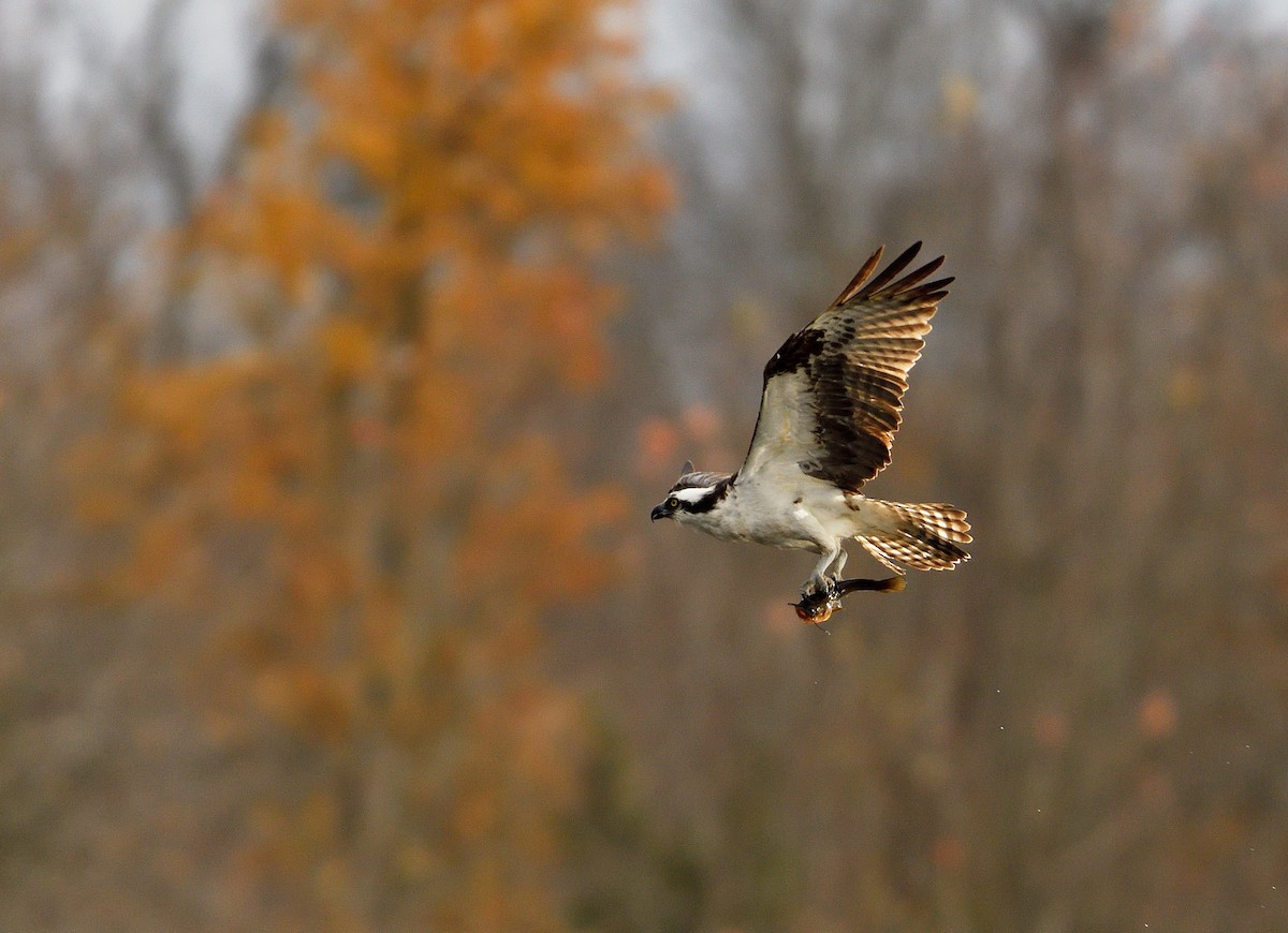 Balbuzard pêcheur - ML644435304