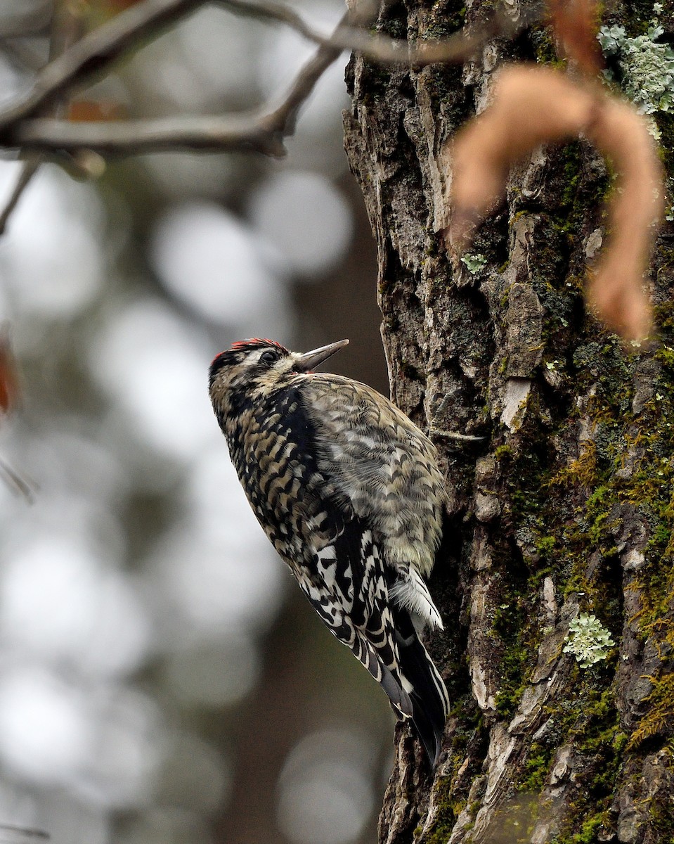 Pic maculé - ML644435307