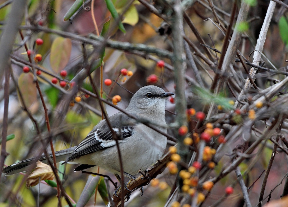 Moqueur polyglotte - ML644435310