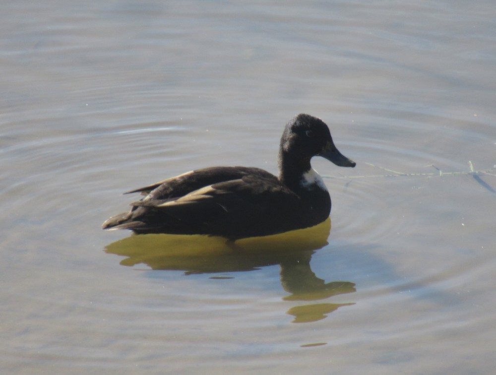 Mallard (Domestic type) - ML644435313