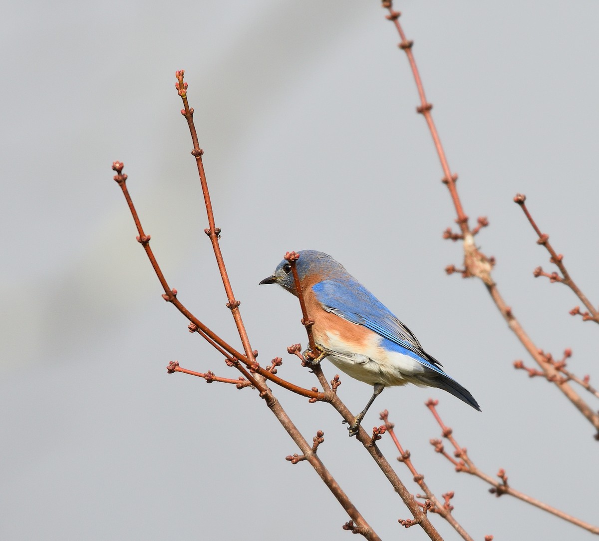 Merlebleu de l'Est - ML644435314