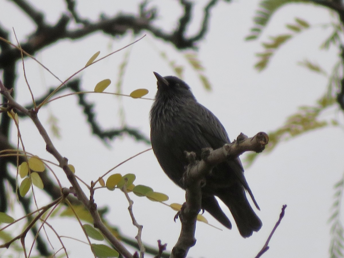 Einfarbstar - ML644435315