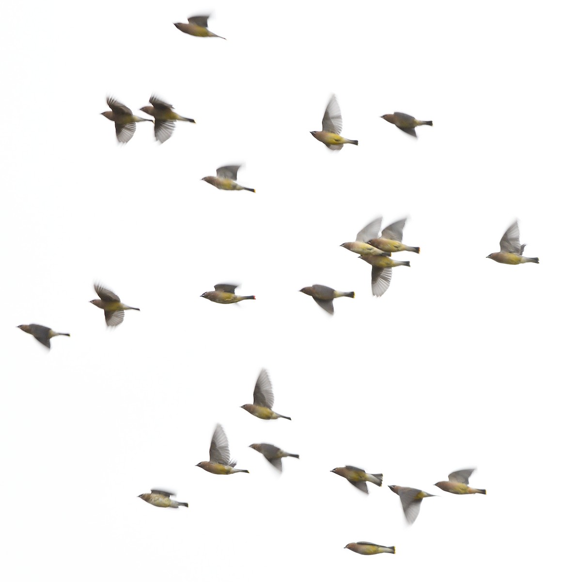 Jaseur d'Amérique - ML644435318