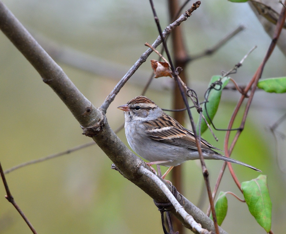 Bruant familier - ML644435323