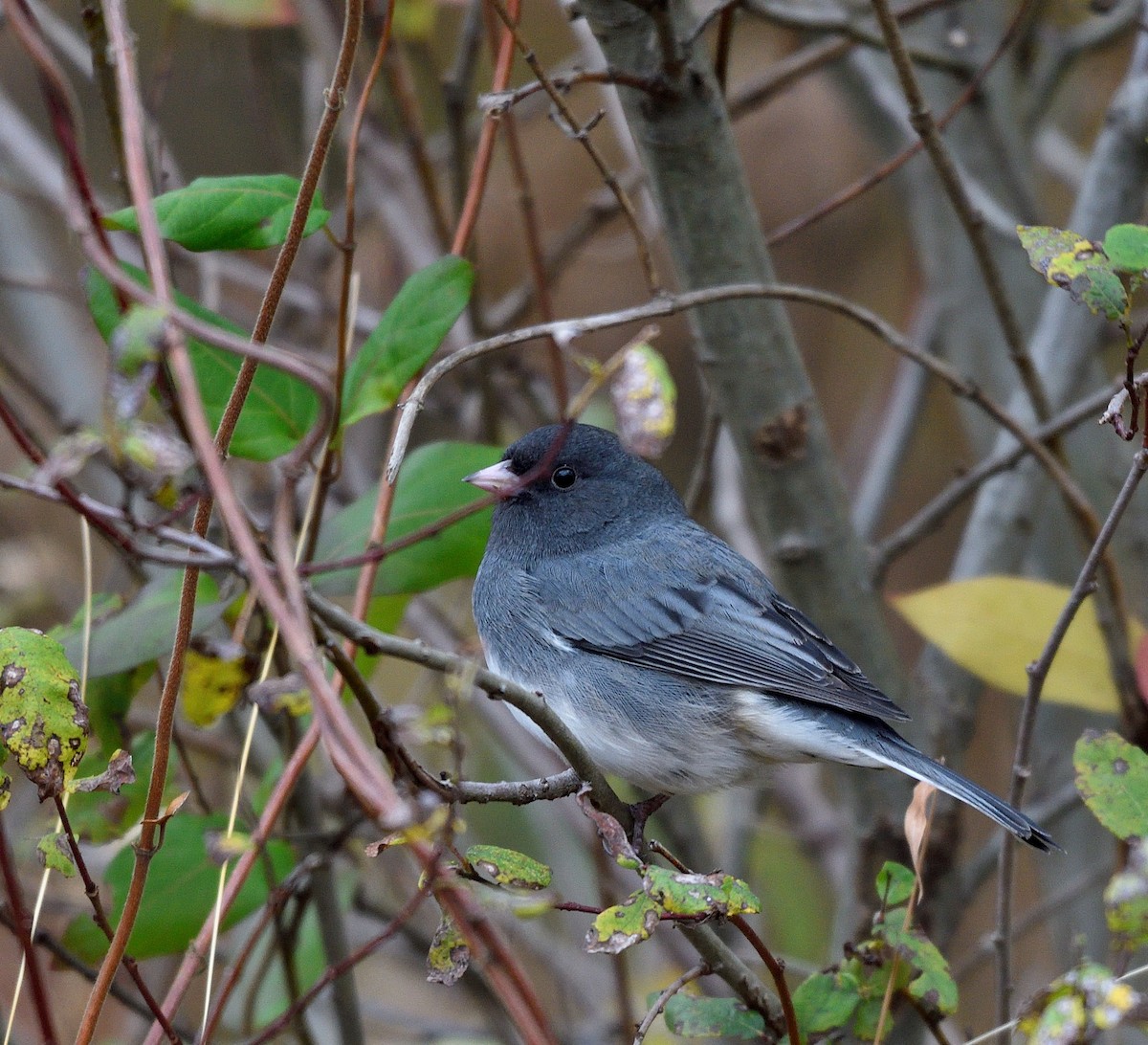 Junco ardoisé - ML644435328
