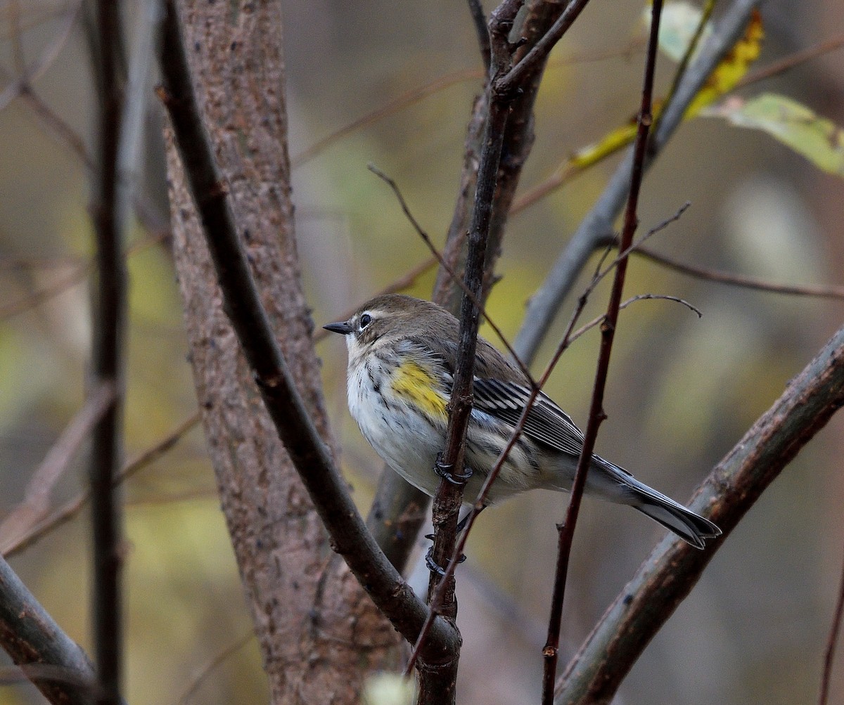 Paruline à croupion jaune - ML644435338