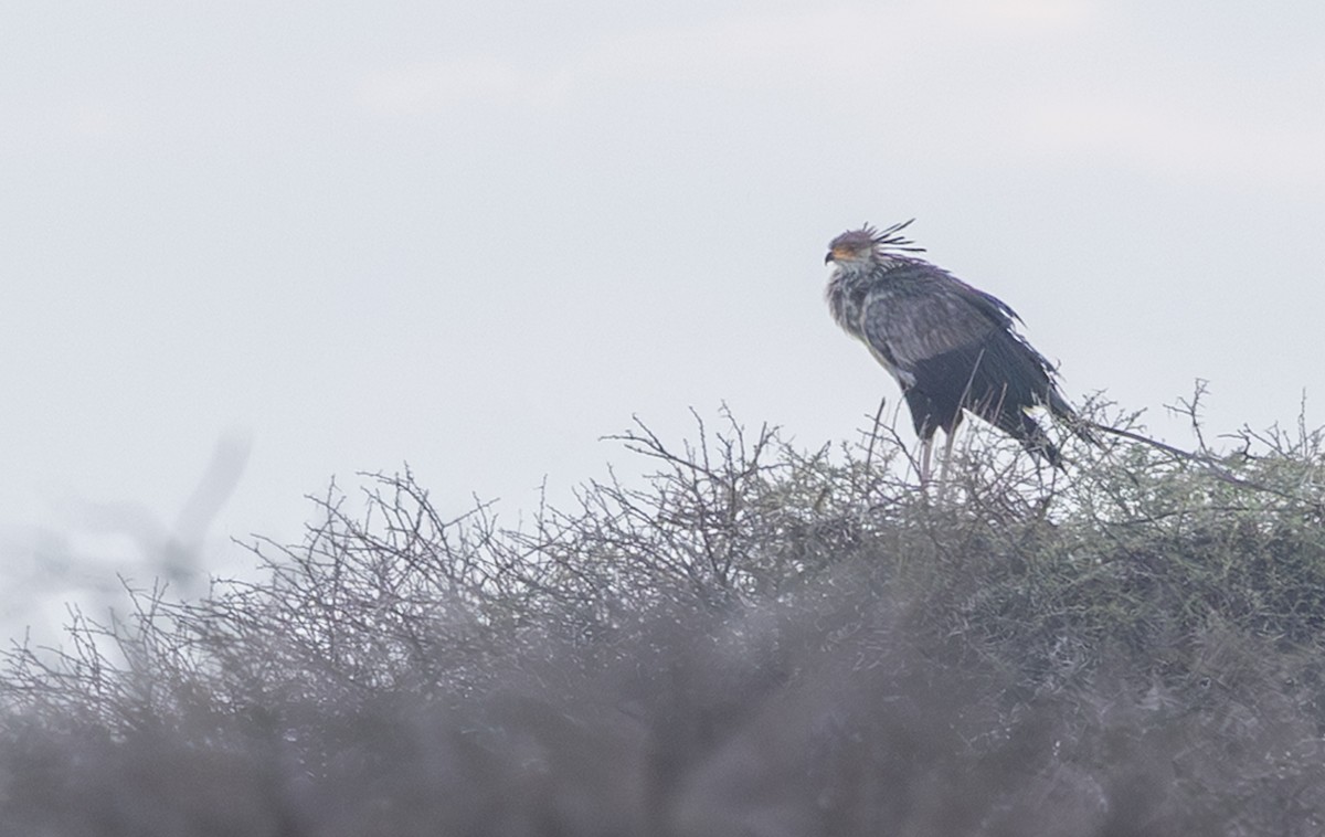 ヘビクイワシ - ML644435344