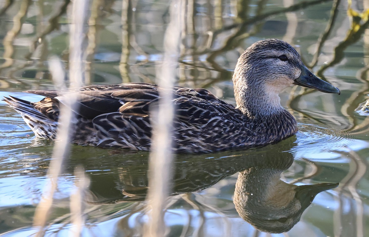 Нерозень - ML644435345