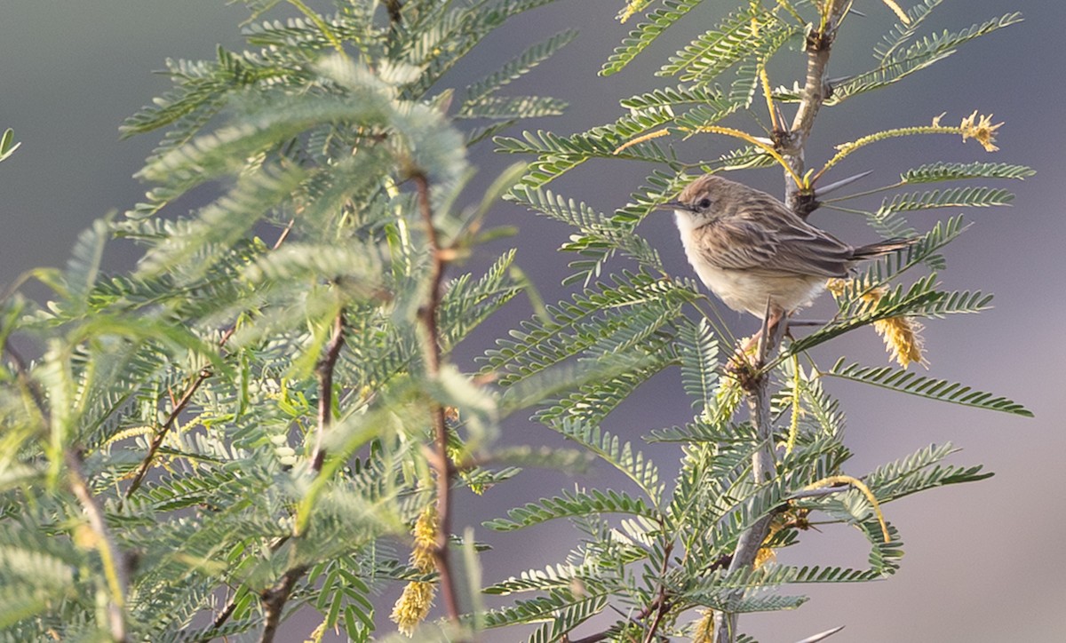 Desert Cisticola - ML644435351