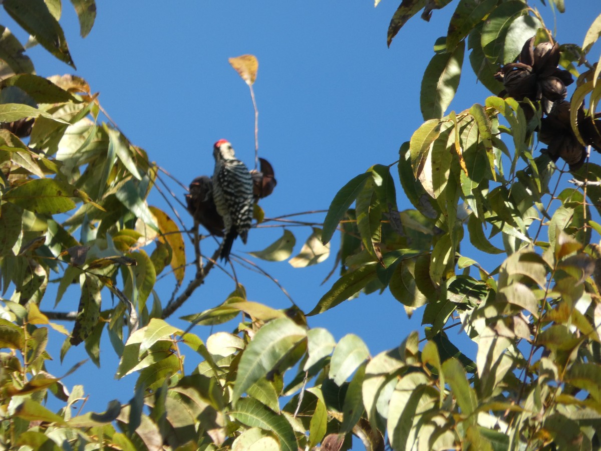 シマアカゲラ - ML644435353