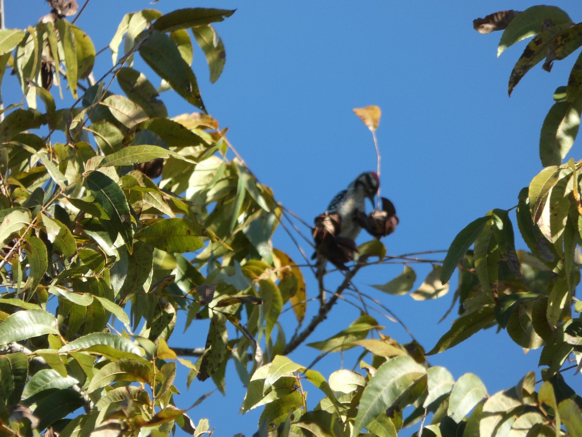 シマアカゲラ - ML644435355