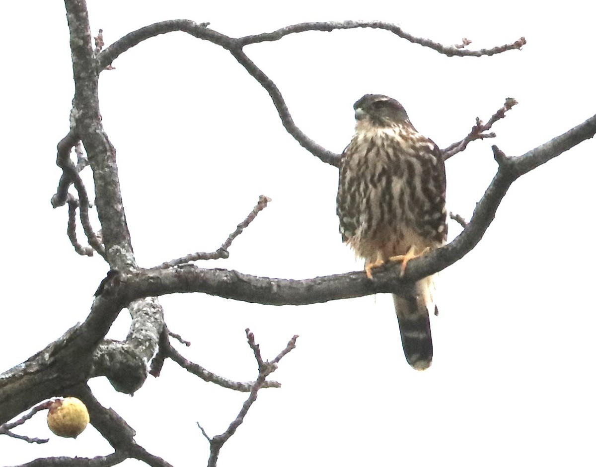 Merlin - ML644435358