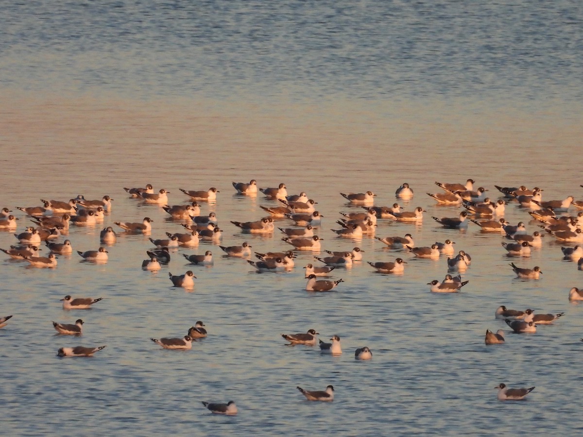 Franklin's Gull - ML644435360