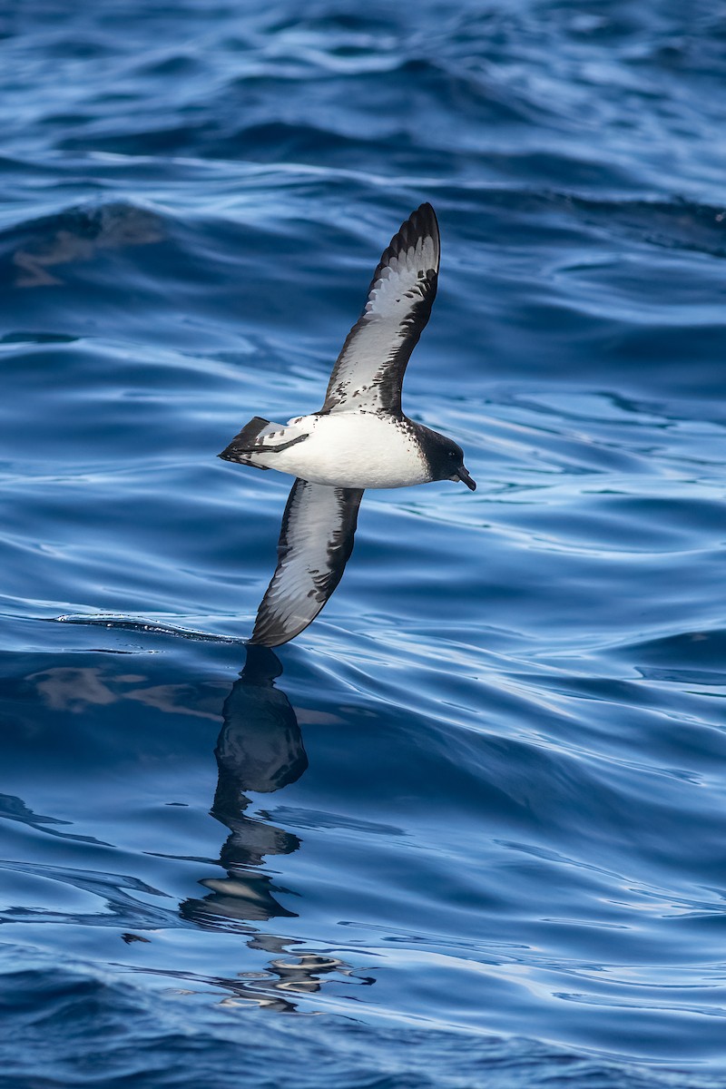 マダラフルマカモメ - ML644435365