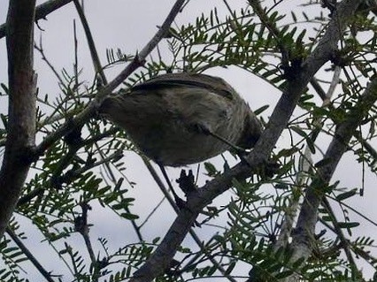 ダーウィンフィンチ - ML644435371