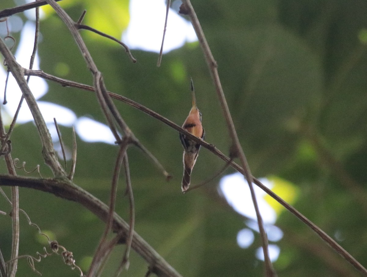 Rotschattenkolibri - ML644435377