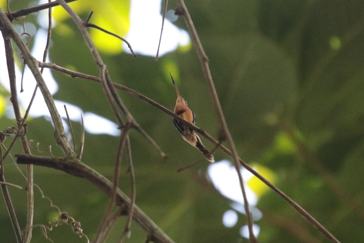 Rotschattenkolibri - ML644435378