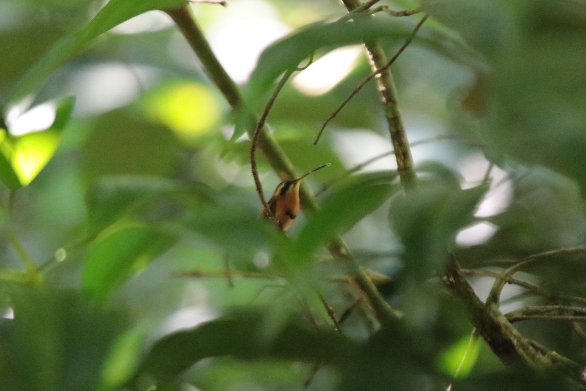 Rotschattenkolibri - ML644435379