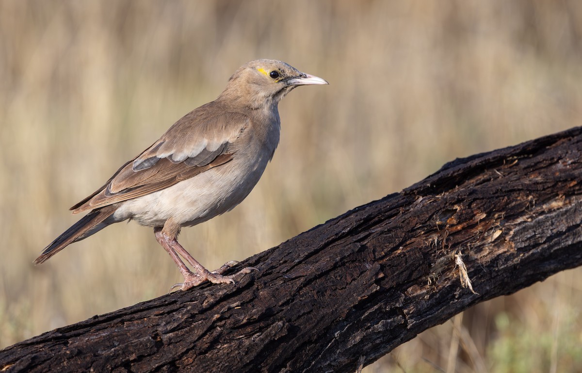 Wattled Starling - ML644435401