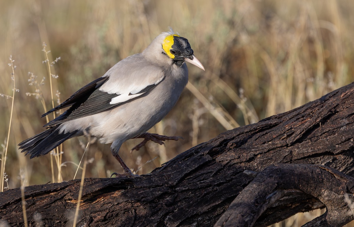 Wattled Starling - ML644435402