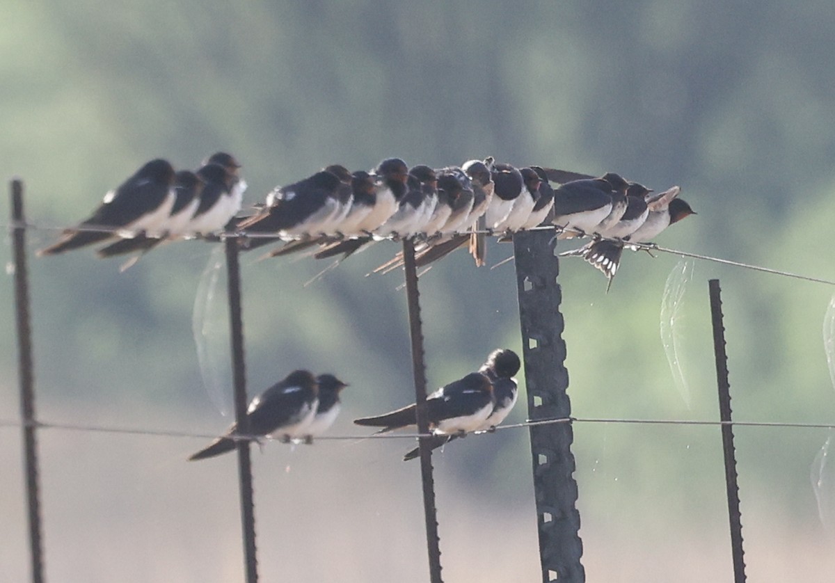 vlaštovka obecná (ssp. rustica) - ML644435405