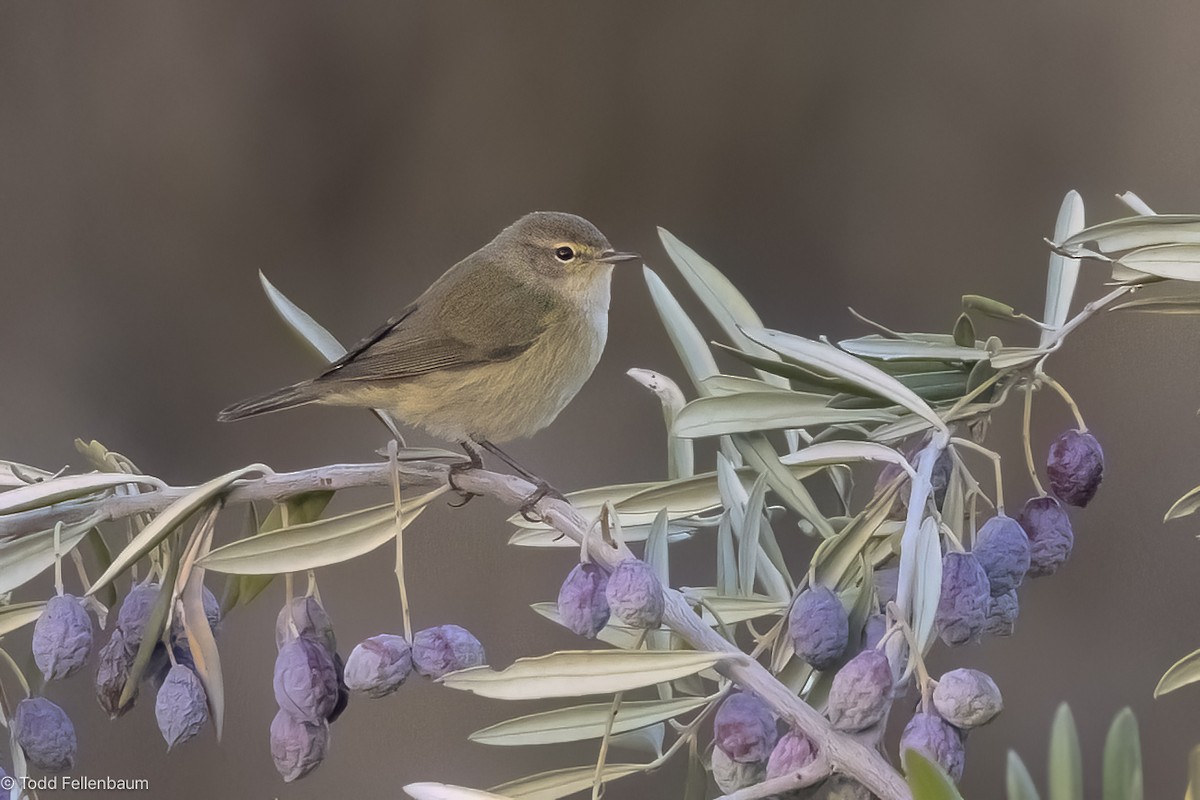 Common Chiffchaff - ML644435406
