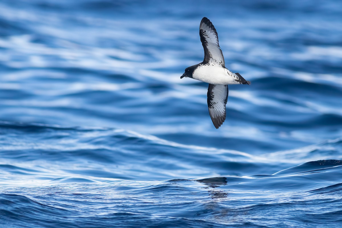 マダラフルマカモメ - ML644435409