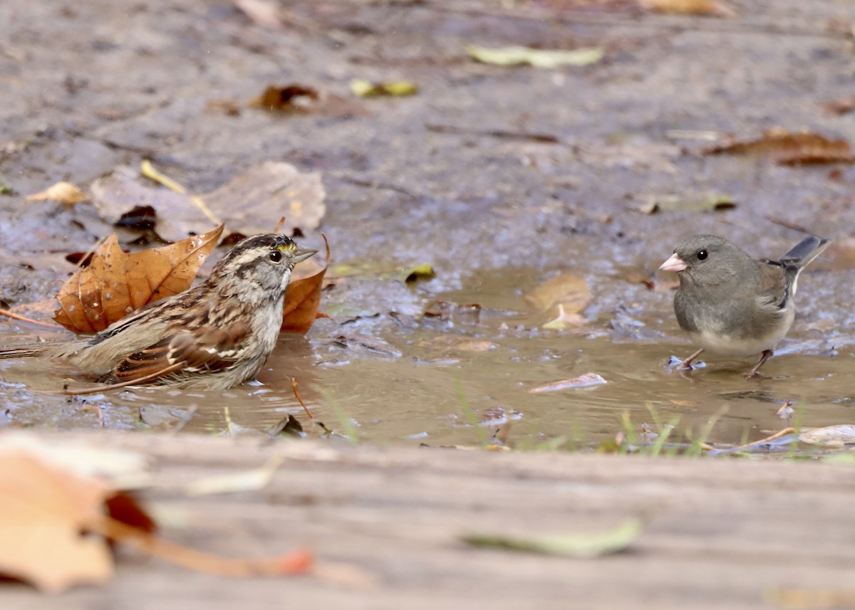 White-throated Sparrow - ML644435422