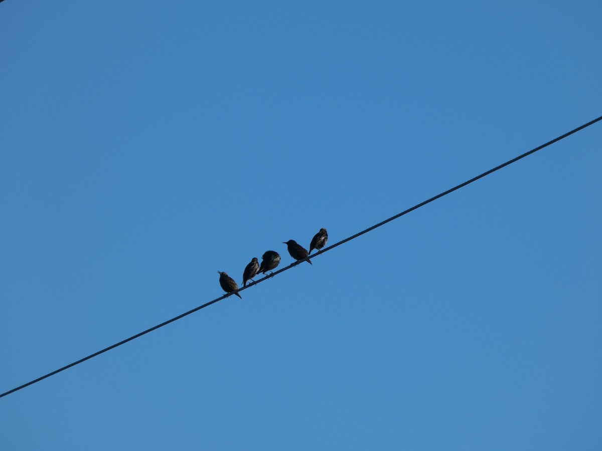 European Starling - ML644435424