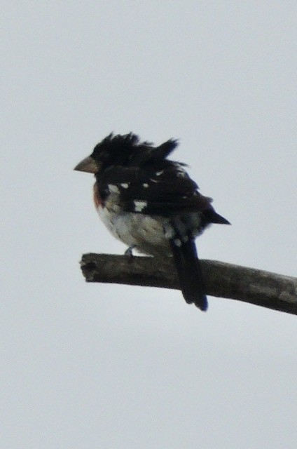 Picogrueso Pechirrosado - ML644435426