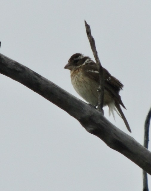 Picogrueso Pechirrosado - ML644435427