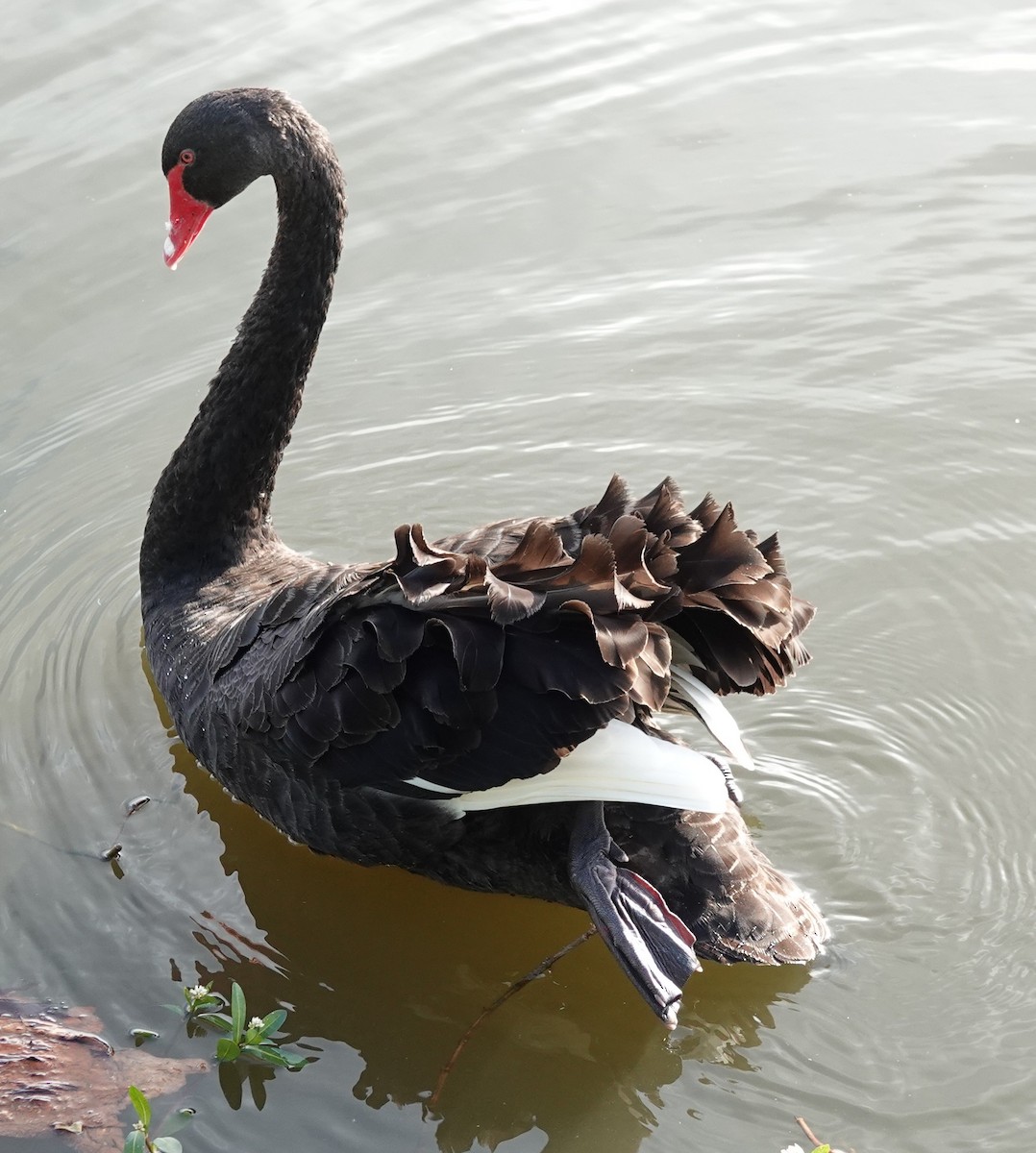 Black Swan - ML644435429