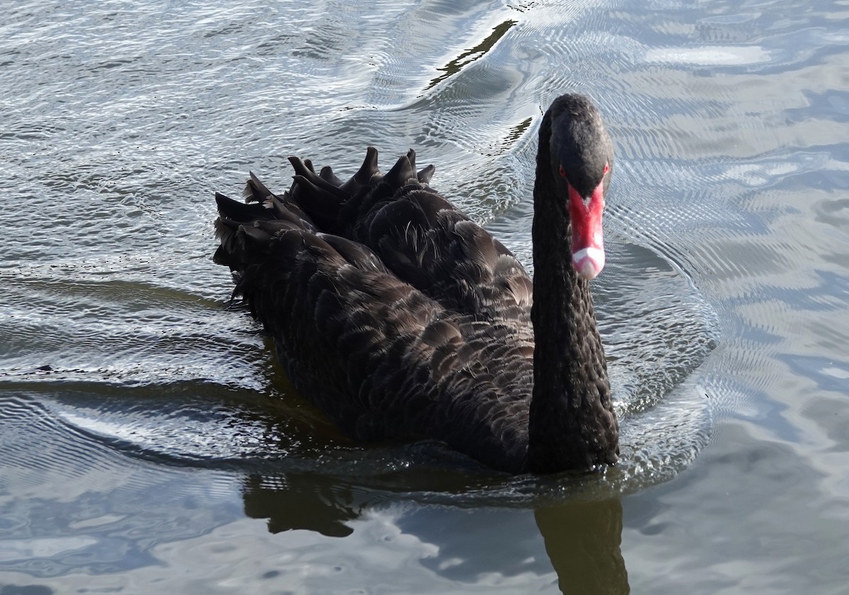Black Swan - ML644435430