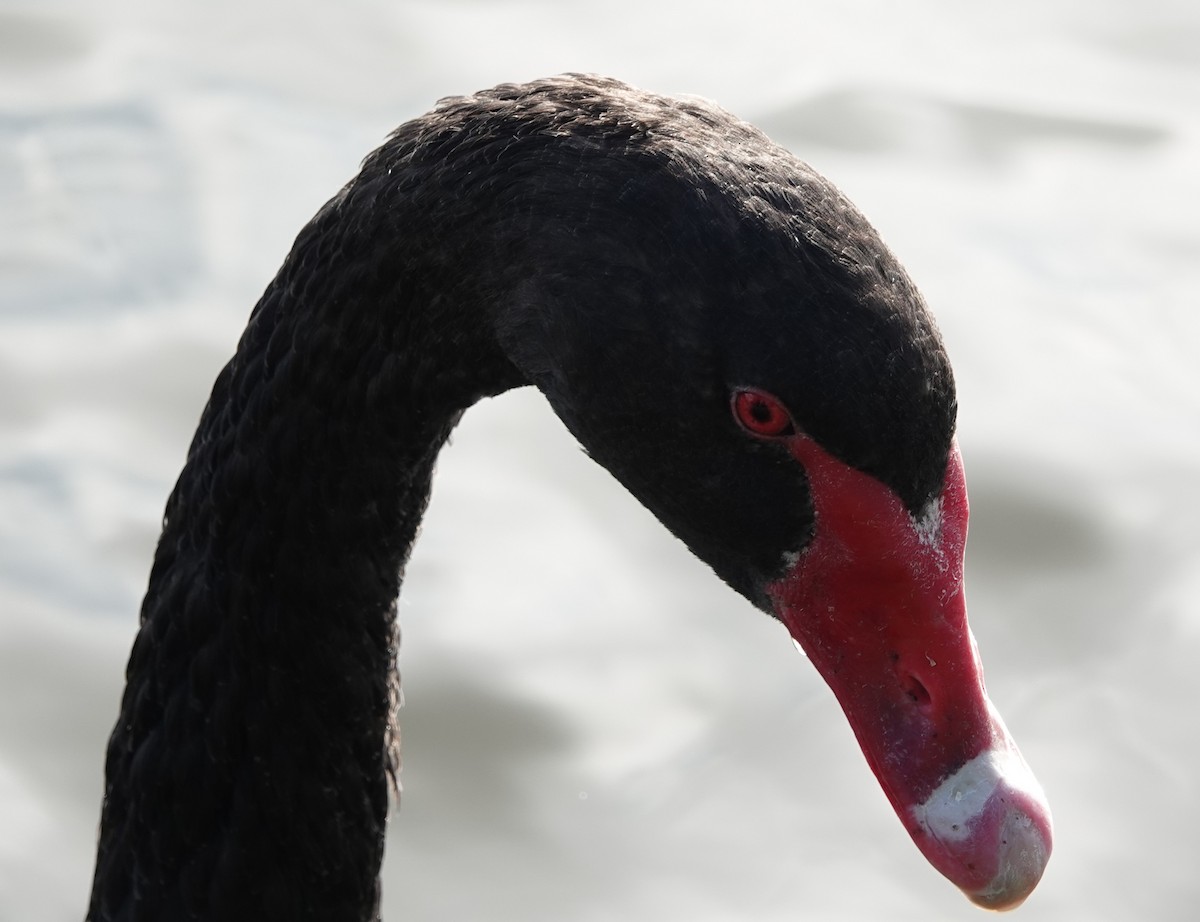 Black Swan - ML644435431