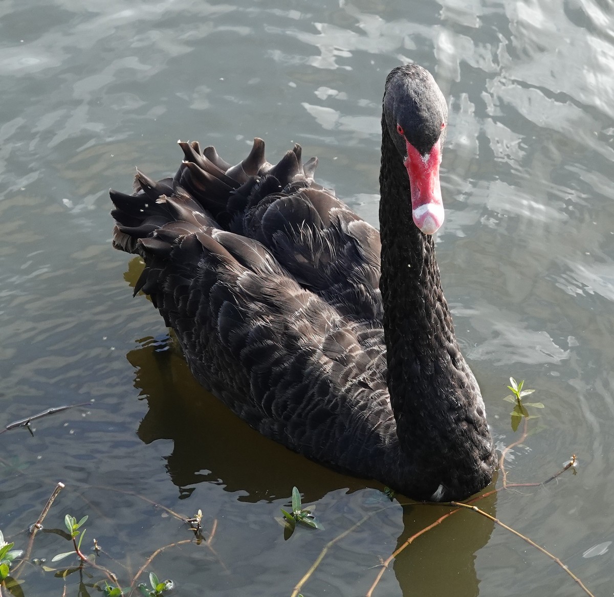 Black Swan - ML644435432